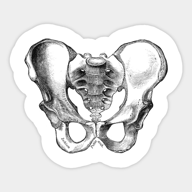 Human Body - Pelvis Sticker by be yourself. design